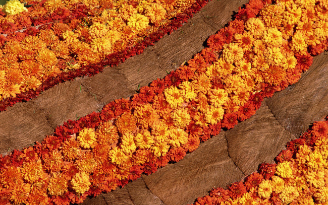 Обои картинки фото цветы, хризантемы