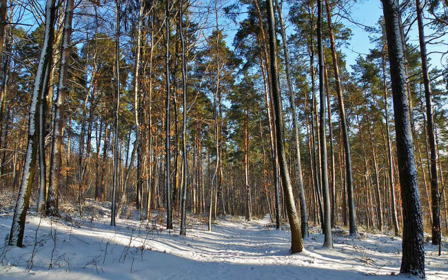 Обои картинки фото природа