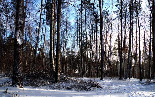 Обои картинки фото природа