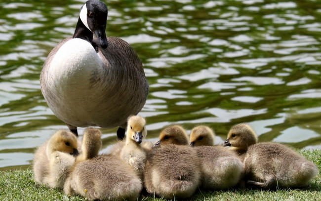 Обои картинки фото животные, гуси