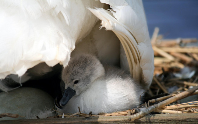Обои картинки фото животные, лебеди