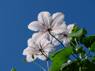 Картинка цветы клематис ломонос