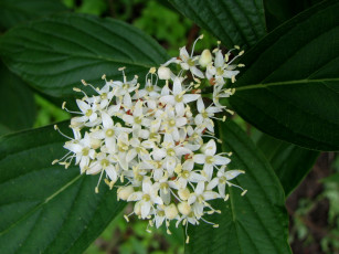 Картинка цветы клеродендрумы