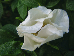 Картинка цветы шиповник