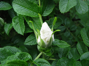 Картинка цветы шиповник