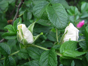 Картинка цветы шиповник