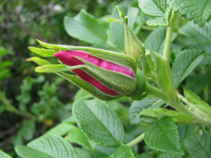 Картинка цветы шиповник