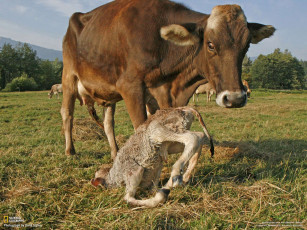 Картинка животные коровы буйволы