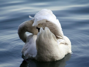 Картинка животные лебеди