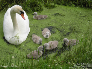 Картинка животные лебеди
