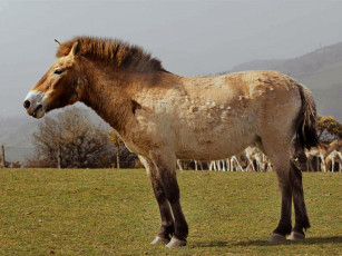 Картинка животные лошади