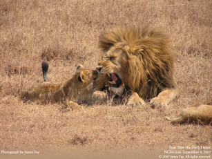 Картинка животные львы