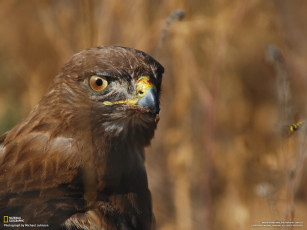 Картинка животные птицы хищники