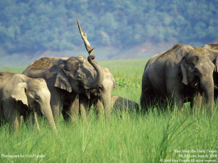 Картинка животные слоны