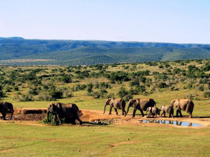 Картинка животные слоны
