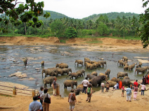 Картинка животные слоны