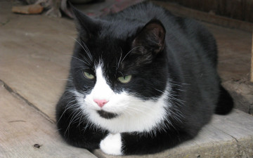 Картинка животные коты