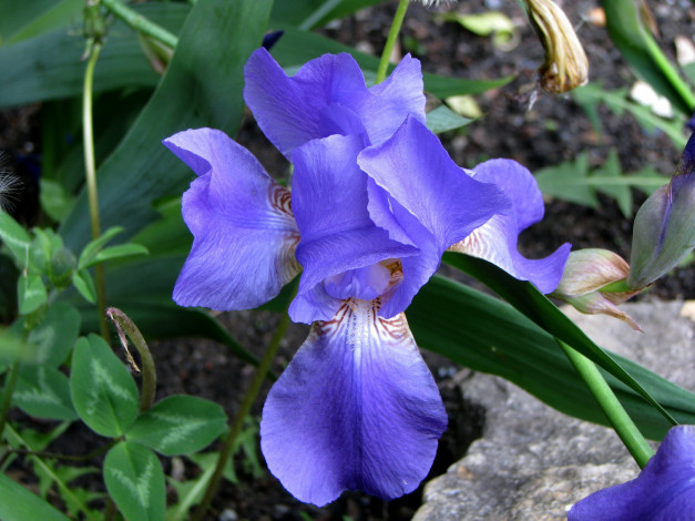 Обои картинки фото цветы, ирисы