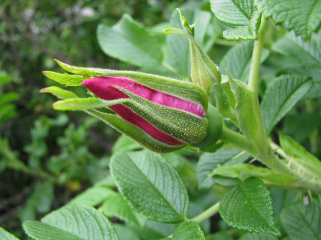 Обои картинки фото цветы, шиповник