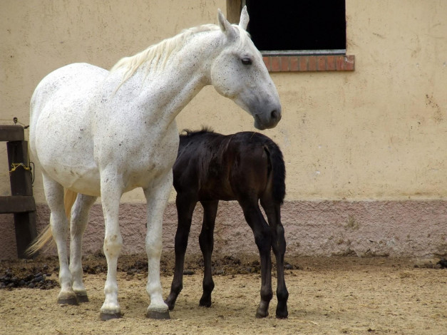 Обои картинки фото животные, лошади