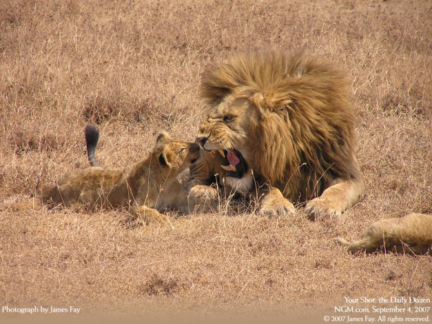 Обои картинки фото животные, львы