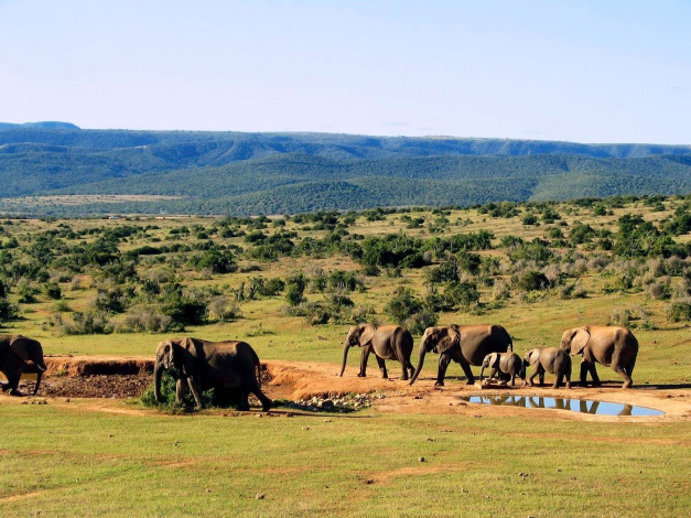 Обои картинки фото животные, слоны