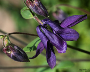 Картинка цветы аквилегия водосбор