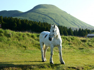 Картинка животные лошади