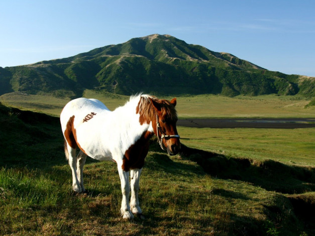 Обои картинки фото животные, лошади