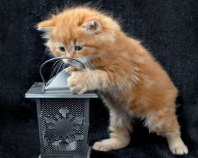 Картинка животные коты рыжий котёнок фонарь