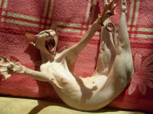 Картинка животные коты сфинкс