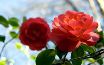 Картинка цветы камелии яркий