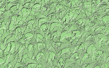 Картинка разное текстуры листья