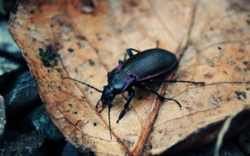 Картинка животные насекомые листья