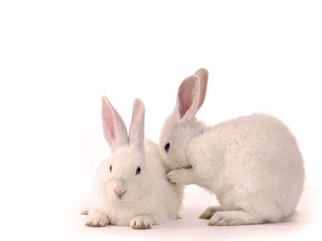 Обои картинки фото животные, кролики, зайцы