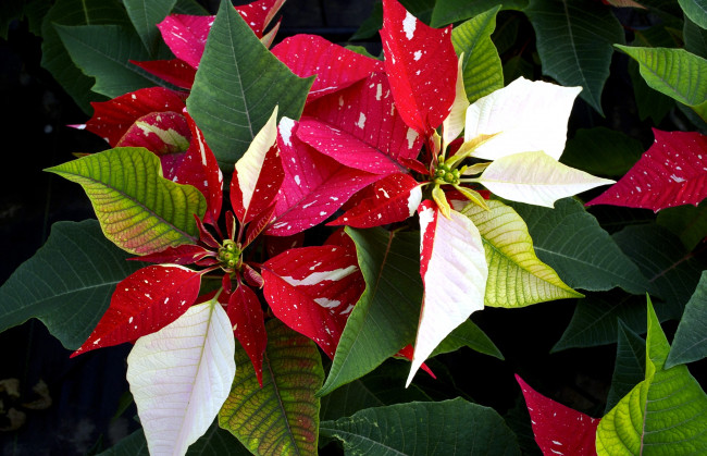 Обои картинки фото цветы, пуансеттия, красный, белый, разноцветный, зеленый