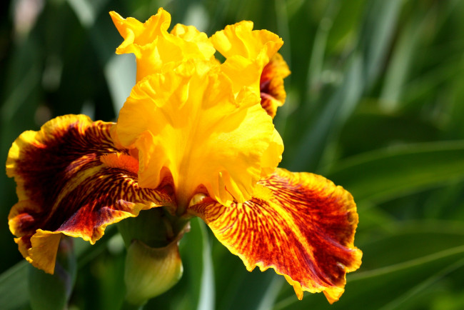 Обои картинки фото цветы, ирисы, яркий, желтый