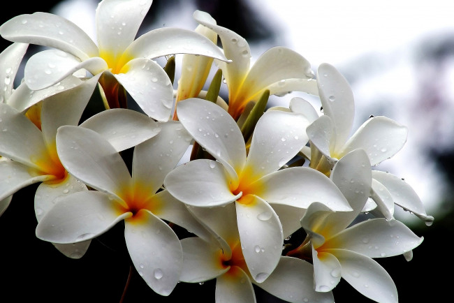 Обои картинки фото цветы, плюмерия, много, белый