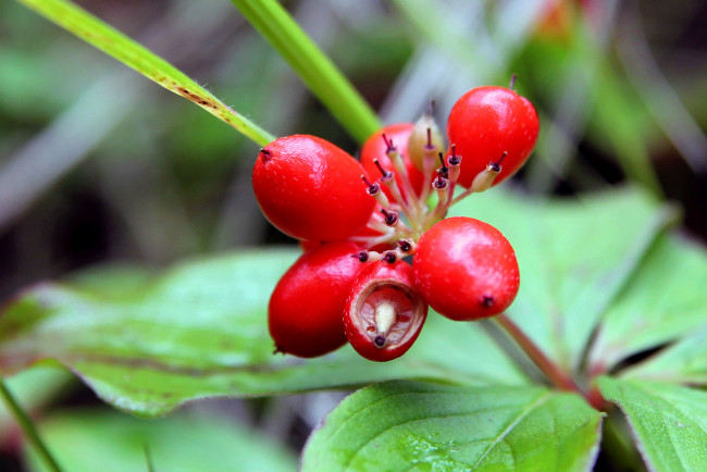 Обои картинки фото природа, Ягоды, листья