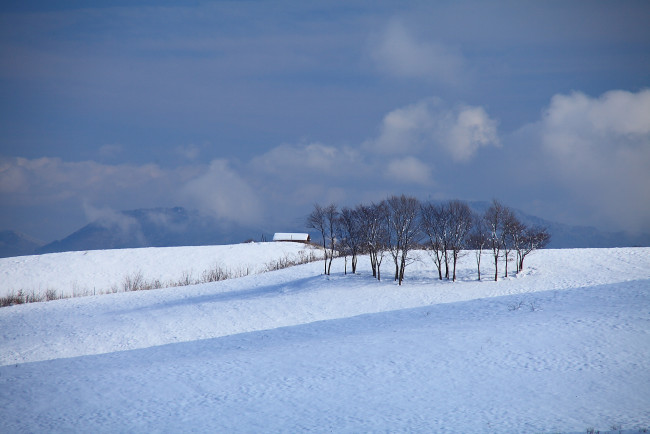 Обои картинки фото природа, зима, снег, деревья