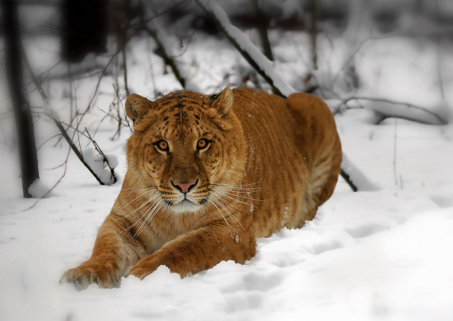 Обои картинки фото животные, тигры, лигр