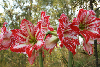 Картинка цветы амариллисы гиппеаструмы hippeastrum