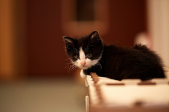 Картинка животные коты котёеок