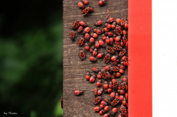 Картинка животные насекомые красный много