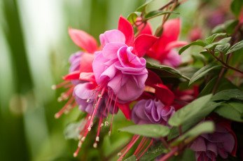 Картинка цветы фуксия макро