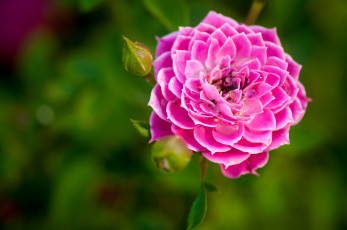 Картинка цветы розы бутон макро