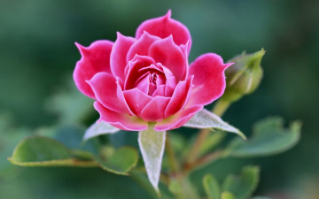 Картинка розочка цветы розы розовая цветок роза