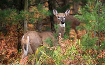 Картинка животные олени деревья олень лес