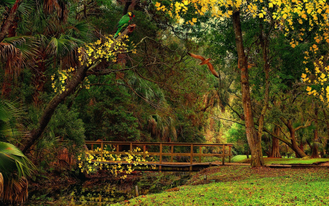 Обои картинки фото природа, парк, водоем, мостик, пальмы