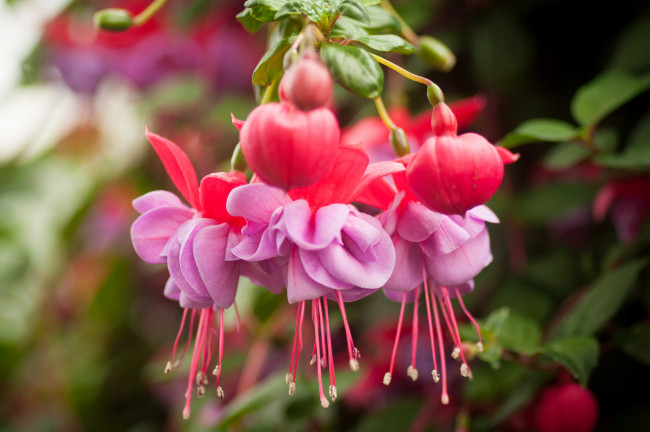Обои картинки фото цветы, фуксия, макро